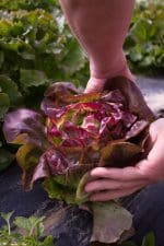 Menu Buffet « À la carte » – Image 3