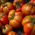 Plateau du Marché (livré sous 24h à 48h)